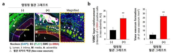 랩핑형 혈관 그래프트 장착 유무에 따른 평활근 세포의 이동 양상 및 신생 혈관 형성 확인. (a) 공초점 레이저 주사 현미경을 이용한 Flk-1과 α-SMA의 면역 염색을 통한 평활근 세포 층 그리고 신생 혈관 형성의 확인과 (b) 혈관 평활근 세포(VSMC)층의 보강과 신생 혈관 형성의 정량적 그래프