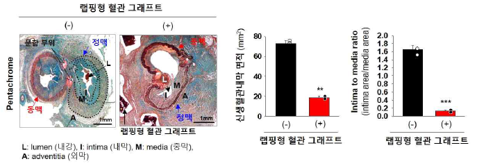 랩핑형 혈관 그래프트 장착 유무에 따른 혈관의 조직학적 분석