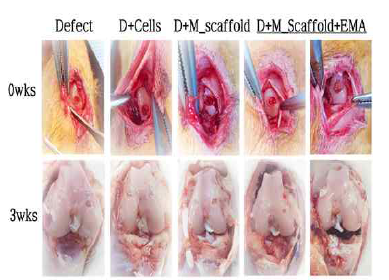 MNP 담지 세포 융합 마이크로 구조체의 연골 재생 효과 (3주)
