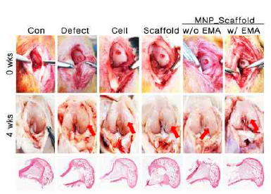 MNP 담지 세포 융합 마이크로 구조체의 연골 재생 효과 (4주)