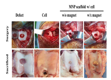 대동물 연골 재생모델에서의 연골실험 결과
