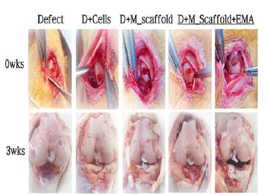 MNP 담지 세포 융합 마이크로 구조체의 연골 재생 효과 (3주)