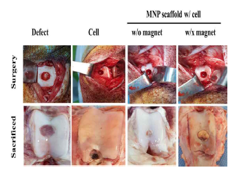 대동물 연골 재생모델에서의 연골실험 결과
