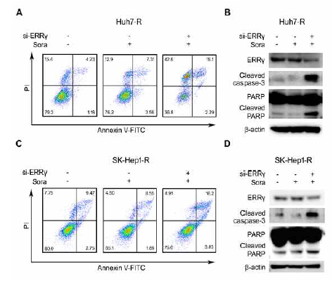 Sorafenib 내성 간암 세포주에서 ERRγ 억제에 의한 세포사멸 효과