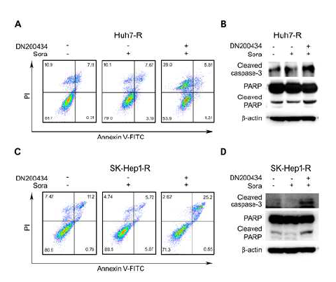 Sorafenib 내성 간암 세포주에서 ERRγ inverse agonist에 의한 세포사멸 효과