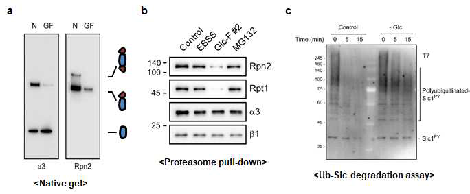 글루코스 결핍 배지 처리에 의한 프로테아좀 구조 및 활성 변화 관찰. a. native 젤을 통한 프로테아좀의 중심입자, 조절입자의 결합구조 확인 b. 면역 블로팅을 통해 글루코스 결핍 조건이 특이적으로 프로테아좀 중심입자와 조절입자의 결합을 저해함을 확인함. c. 유비퀴틴화 된 Sic1의 분해를 통한 프로테아좀 활성 확인