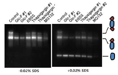 소포체 스트레스에 의한 프로테아좀 활성 및 구조 변화를 native 젤에서 in gel proteasome activity를 통해 확인함