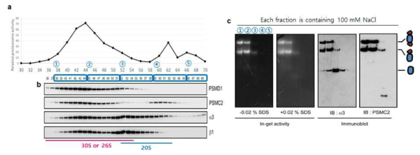 사이즈 배제 크로마토그래피를 통한 프로테아좀 분리 및 활성 관찰. HEK293-pre1-HTBH 세포에 글루코스 결핍 배지 처리 후 사이즈 배제 크로마토그래피를 통해 프로테아좀 분리 후 프로테아좀 활성 (a), fraction 별 프로테아좀 확인(b), 해당 fraction별 프로테아좀 구조를 native 젤을 통해 확인