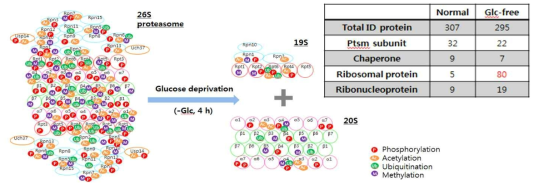 글루코스 결핍 조건에서 정제된 프로테아좀의 구성, 구조, PTM 및 PIP 변화를 질량 분석을 통해 확인