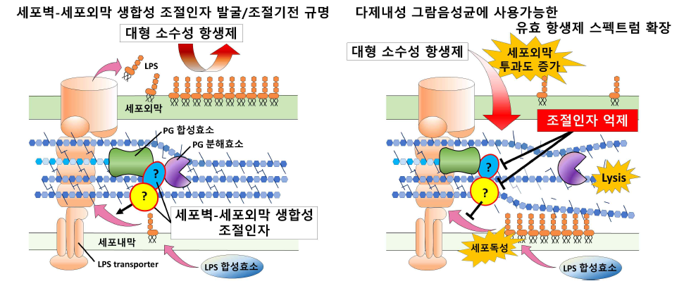 본 연구의 궁극적인 목표. 세포벽과 세포외막 합성을 조절하는 인자 (파란색 타원, 노란색 타원)를 발굴하여 억제하면 세포 내 LPS 축적으로 인한 독성유발 및 PG 분해효소를 통한 lysis를 유도할 수 있을 뿐만 아니라 세포외막의 투과도를 증가시켜 기존에는 불가능했던 대형 소수성 항생제들을 그람음성균에 적용할 수 있다