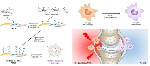 대사공학-클릭화학 기반 대식세포 M1-M2 분극화 표적형 엑소좀을 통한 류마티스성 관절염 치료제에 대한 모식도