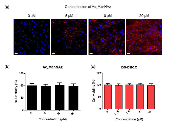 (a) 마노자민 농도별 줄기세포 표면 개질 결과 (Scale bar: 50 μm) (b) 마노자민의 세포 독성 평가 (c) DS-DBCO의 세포 독성 평가