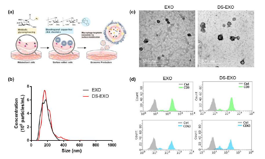 (a) 표면 개질된 줄기세포 엑소좀 생산 모식도 (b) 엑소좀의 NTA 결과 (c) 엑소좀의 TEM 이미지 (d) 엑소좀의 특이적 마커 확인