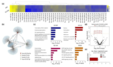 EXO와 DS-EXO의 miRNA 시퀀싱 (a) EXO와 DS-EXO의 상위 50개 miRNA의 heat map (b) EXO와 DS-EXO의 상위 4개 miRNA의 유전자군과 네트워크 (c) EXO와 DS-EXO의 상위 4개 miRNA의 GO 분석과 KEGG 분석 (d) EXO와 DS-EXO의 볼케이노 플롯 (e) EXO 대비 DS-EXO에서의 miRNA 발현 차이 개수