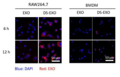 EXO와 DS-EXO의 세포흡수 거동평가