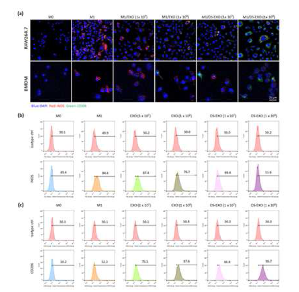 (a) 공초점현미경을 이용한 EXO와 DS-EXO의 M1-M2 분극화 평가 (b) 유세포 분석을 이용한 RAW264.7 에서의 M1 대식세포 마커 평가 (c) 유세포 분석을 이용한 RAW264.7에서의 M2 대식세포 마커 평가