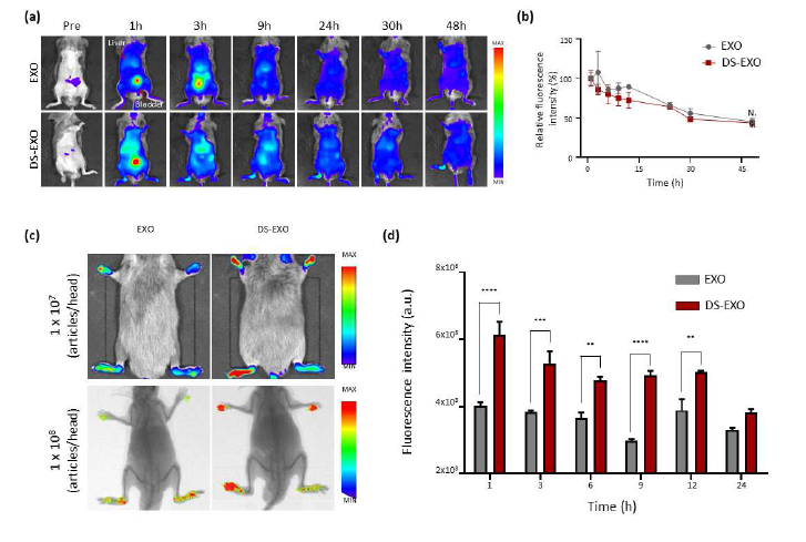 EXO와 DS-EXO의 생체분포 거동평가 (a) CIA 모델의 근적외선 전신 스캔 이미지 (b) 시간에 따른 (a)의 형광 정량 (c) EXO와 DS-EXO의 관절 부위 분포 거동평가와 X-ray 이미지 (d) 시간에 따른 관절 부위의 형광 정량