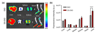 (a, b) EXO와 DS-EXO의 장기분포 이미지와 장기 내 형광 정량