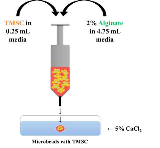 최적 알긴산 농도 및 적정 노즐의 확립 모식도