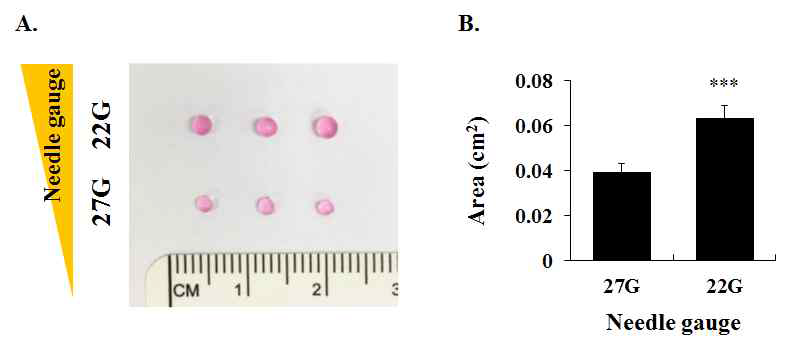 TMSC-Alginate microbeads. (A) 바이오잉크로 2% alginate 이용 시 22G 및 27G 두 가지 종류의 직경에서 TMSC 혼합용액의 프린팅이 가능함 (B) 노즐 직경에 따라 다양한 크기의 microbeads가 생산됨