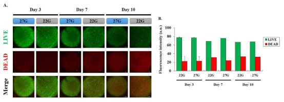 TMSC-Alginate 3D microbeads의 노즐 직경 별 세포 생존율(Live & Dead assay) (A) 노즐 직경 별로 차이가 없이 microbeads 내에 세포가 균일한 형태로 분포함 (B) 노즐 직경 별로 세포 생존율 차이가 없으며 생체 내 생착 예정 기간인 10일 동안 세포 생존이 유지됨