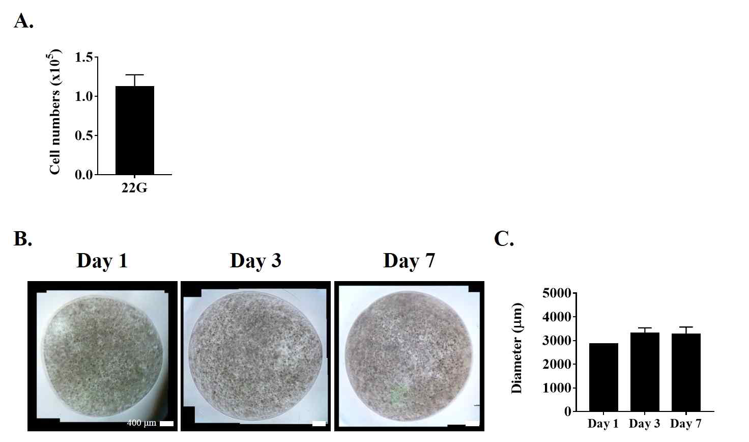 생체 내 (in vivo) 유효성 검증을 위한 TMSC-alginate microbeads 제작의 최적화 (A) 22G 직경의 노즐로 제작한 TMSC-alginate microbeads에 탑재된 세포의 수 측정 (B) 7일 동안 배양한 TMSC-alginate microbeads의 모양 관찰 및 (C) 크기 변화 측정