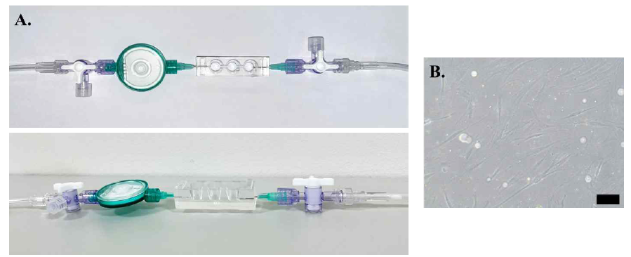 부갑상선호르몬 분비세포 탑재 organ on a chip (A) PDMS 기반 organ on a chip (B) Fibronectin 코팅한 chip에서 배양한 편도줄기세포