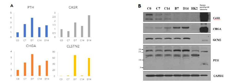 부갑상선분비 세포로 분화된 편도줄기세포의 (A) 유전자 및 (B) 단백질 발현 분석결과 (C7과 C14: 7일, 14일 동안 DMEM 배양액으로 배양한 미분화 편도줄기세포, D7과 D14: 7일, 14일 동안 부갑상선호르몬 분비세포로 분화된 편도줄기세포, PTH: parathyroid hormone, CHGA: chromogranin A, CaSR: calcium-sensing receptor, CLSTN2: calsytenin-2, HK2: human proximal renal tubular epithelial cells)