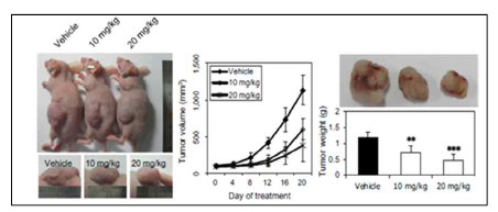 생리활성 화합물의 mouse xenograft model을 이용한 항암 활성 효능 검증