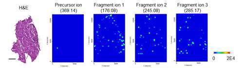 Images of MALDI-MSI on liver tissue sections of CUR-treated mice