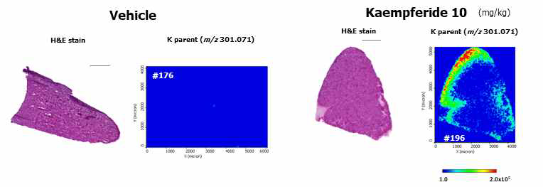 Images of distribution of Kaem in Kaem-treated liver tissue section