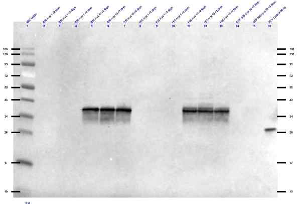 Western blot of the test expressions from P3 viral stock for VEGFR2-minus JM-N-His. 90 ng of His-tagged TEV protease was run as a positive control