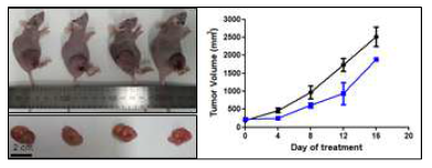 생리활성 화합물의 mouse xenograft model을 이용한 항암 활성 효능 검증