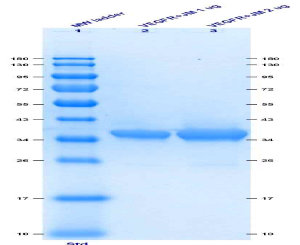 1 μg and 2 μg of VEGFR2+JM batch 1 was analyzed on an SDS-PAGE gel. The purity of the protein was estimated to > 90%