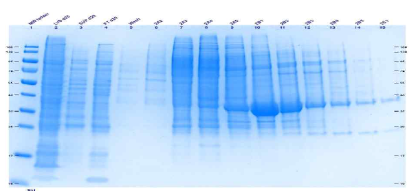 SDS-PAGE analysis of the fractions from the first affinity chromatography of VEGFR2+JM Nhis. Dilution factors used (if any) are indicated on the top line