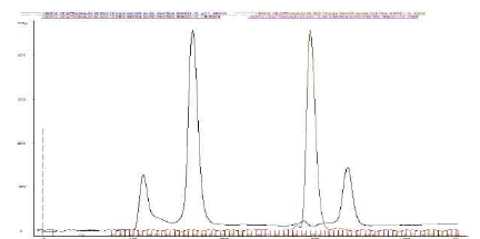 Chromatogram from size exclusion chromatography of VEGFR2+JM batch 1. Blue line – A280.Red–fractions.Pink-sampleinjection.Brown–Conductivity