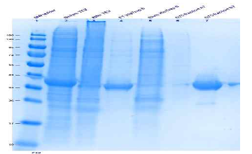 SDS-PAGE analysis of samples of VEGFR2+JM batch 1 samples from the second affinity chromatography and the size exclusion chromatography