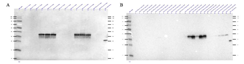 Western blot of the test expressions from P3 viral stock for A) VEGFR2-plus JM-N-His and B) VEGFR2-minus JM-N-His. 90 ng of His-tagged TEV protease was run as a positive control
