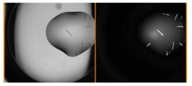 Needle crystals from the crystallization drop, images were taken with visible light (left) and UV (right)