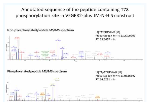 Corresponding MS-spectra from resulting peptide containing phosphorylation site in VEGFR2-plus JM-N-HIS construct, with pre-cursor ion;1106.5989