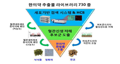 혈관신생을 저해하는 한의약 화합물 3 종의 선정