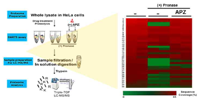 DARTS-LC-MS/MS 방법을 이용한 APZ 화합물의 표적 단백질 동정