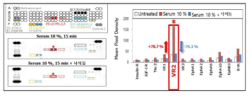 Phospho-RTK array assay 방법을 이용한 Voa의 관련 신호전달 탐색 및 표적 동정