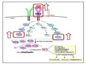 VEGFR의 혈관신생 저해 활성 관련 신호전달 체계