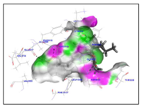 Voa, VEGR 간의 3D molecular docking 분석