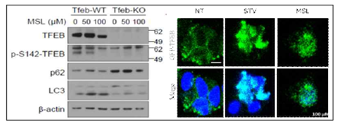 MSL의 오토파지 활성 및 TFEB translocation