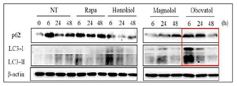 오보바톨의 오토파지 유도활성 검증