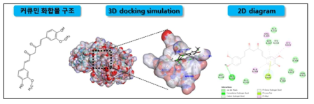 커큐민과 표적 단백질 APN 간의 결합 규명 및 검증