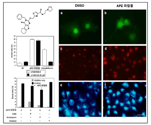 오토파지를 유도하는 APZ 화합물