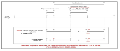 VEGFR kinase domain 단백질 발현 construct 제작